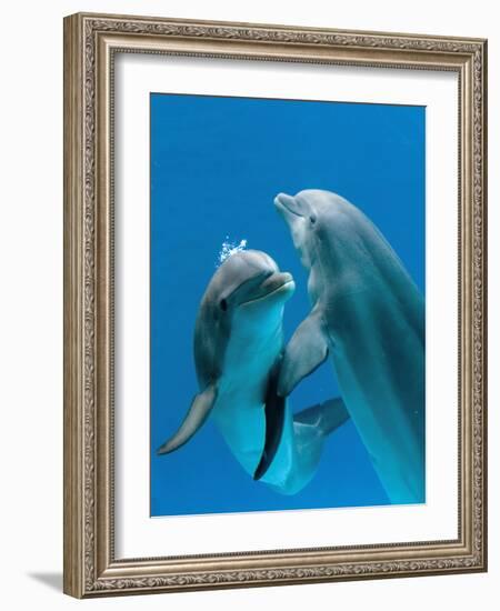 Bottlenose Dolphins, Pair Dancing Underwater-Augusto Leandro Stanzani-Framed Photographic Print