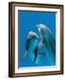 Bottlenose Dolphins, Pair Dancing Underwater-Augusto Leandro Stanzani-Framed Photographic Print