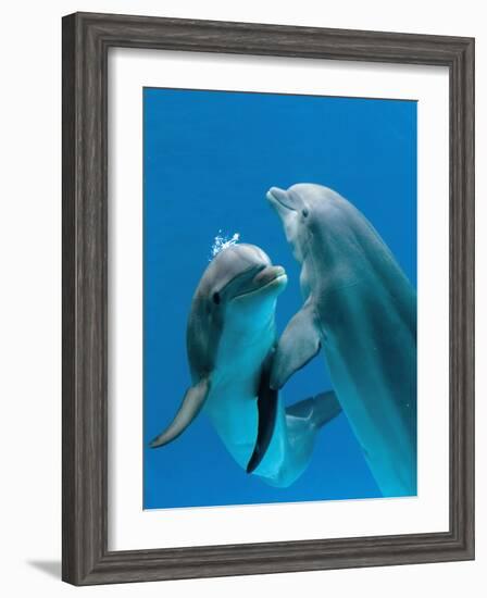 Bottlenose Dolphins, Pair Dancing Underwater-Augusto Leandro Stanzani-Framed Photographic Print