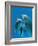 Bottlenose Dolphins, Pair Dancing Underwater-Augusto Leandro Stanzani-Framed Photographic Print