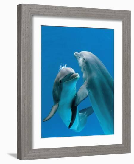 Bottlenose Dolphins, Pair Dancing Underwater-Augusto Leandro Stanzani-Framed Photographic Print