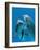 Bottlenose Dolphins, Pair Dancing Underwater-Augusto Leandro Stanzani-Framed Photographic Print