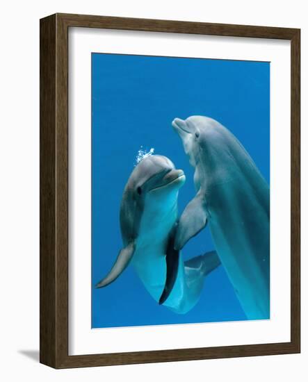 Bottlenose Dolphins, Pair Dancing Underwater-Augusto Leandro Stanzani-Framed Photographic Print