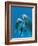 Bottlenose Dolphins, Pair Dancing Underwater-Augusto Leandro Stanzani-Framed Photographic Print