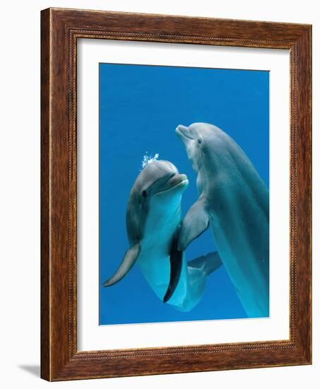 Bottlenose Dolphins, Pair Dancing Underwater-Augusto Leandro Stanzani-Framed Photographic Print