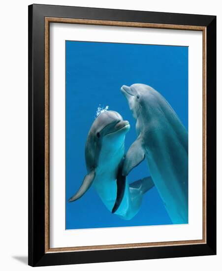 Bottlenose Dolphins, Pair Dancing Underwater-Augusto Leandro Stanzani-Framed Photographic Print