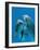 Bottlenose Dolphins, Pair Dancing Underwater-Augusto Leandro Stanzani-Framed Photographic Print