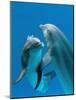 Bottlenose Dolphins, Pair Dancing Underwater-Augusto Leandro Stanzani-Mounted Photographic Print