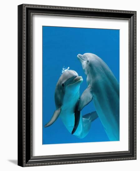 Bottlenose Dolphins, Pair Dancing Underwater-Augusto Leandro Stanzani-Framed Photographic Print