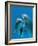 Bottlenose Dolphins, Pair Dancing Underwater-Augusto Leandro Stanzani-Framed Photographic Print