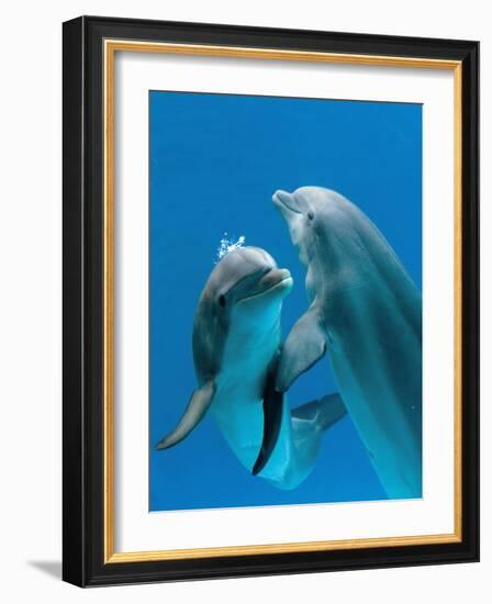 Bottlenose Dolphins, Pair Dancing Underwater-Augusto Leandro Stanzani-Framed Photographic Print