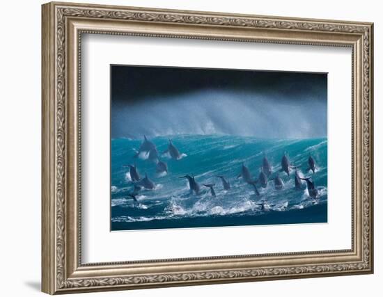 Bottlenose dolphins porpoising over waves, South Africa-Wim van den Heever-Framed Photographic Print