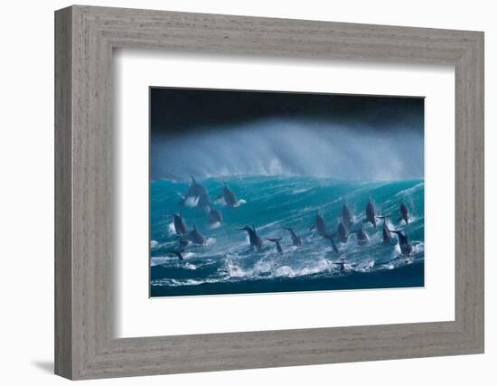 Bottlenose dolphins porpoising over waves, South Africa-Wim van den Heever-Framed Photographic Print