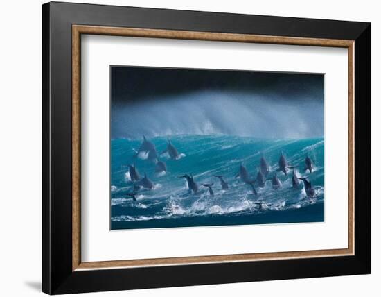 Bottlenose dolphins porpoising over waves, South Africa-Wim van den Heever-Framed Photographic Print