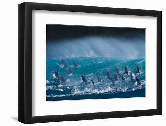 Bottlenose dolphins porpoising over waves, South Africa-Wim van den Heever-Framed Photographic Print