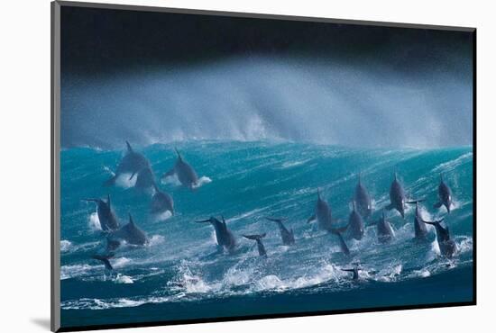 Bottlenose dolphins porpoising over waves, South Africa-Wim van den Heever-Mounted Photographic Print