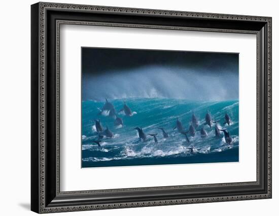 Bottlenose dolphins porpoising over waves, South Africa-Wim van den Heever-Framed Photographic Print