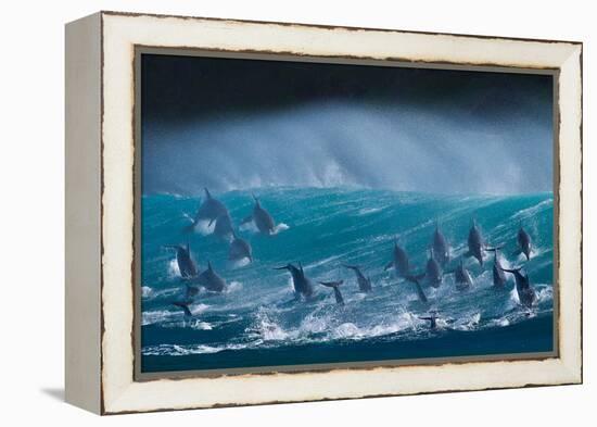 Bottlenose dolphins porpoising over waves, South Africa-Wim van den Heever-Framed Premier Image Canvas