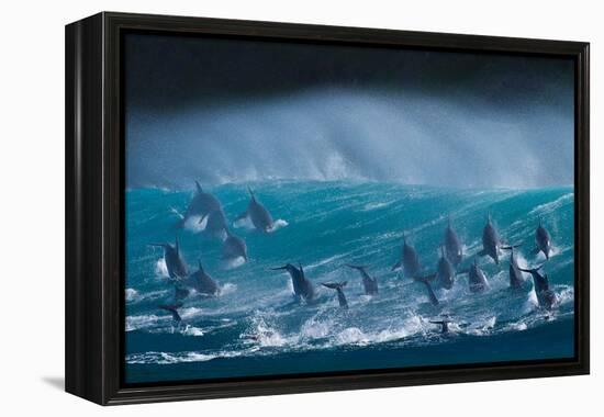 Bottlenose dolphins porpoising over waves, South Africa-Wim van den Heever-Framed Premier Image Canvas