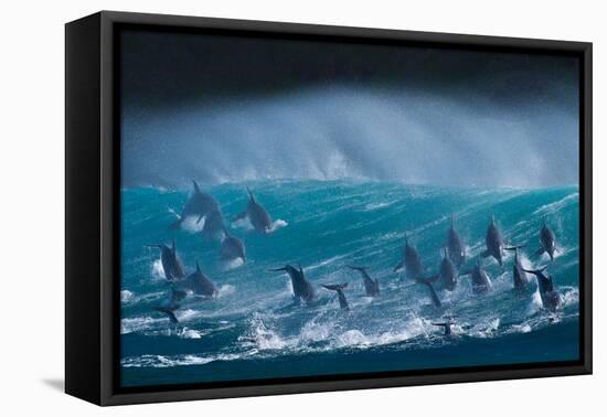 Bottlenose dolphins porpoising over waves, South Africa-Wim van den Heever-Framed Premier Image Canvas