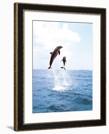 Bottlenose Dolphins Spinning in Water-null-Framed Photographic Print