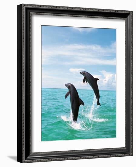 Bottlenose Dolphins Spinning in Water-null-Framed Photographic Print