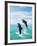 Bottlenose Dolphins Spinning in Water-null-Framed Photographic Print