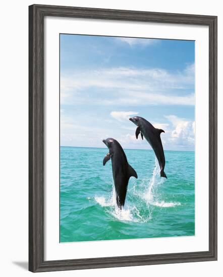 Bottlenose Dolphins Spinning in Water-null-Framed Photographic Print