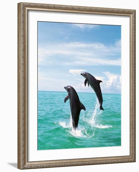 Bottlenose Dolphins Spinning in Water-null-Framed Photographic Print