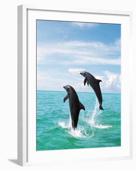 Bottlenose Dolphins Spinning in Water--Framed Photographic Print