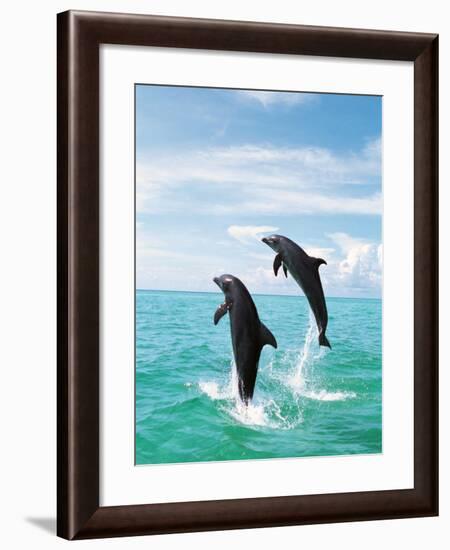 Bottlenose Dolphins Spinning in Water-null-Framed Photographic Print