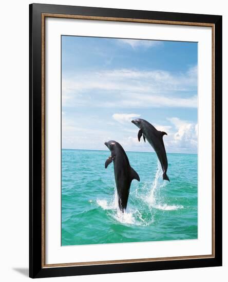 Bottlenose Dolphins Spinning in Water-null-Framed Photographic Print