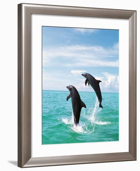 Bottlenose Dolphins Spinning in Water-null-Framed Photographic Print