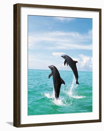 Bottlenose Dolphins Spinning in Water-null-Framed Photographic Print