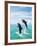 Bottlenose Dolphins Spinning in Water-null-Framed Photographic Print