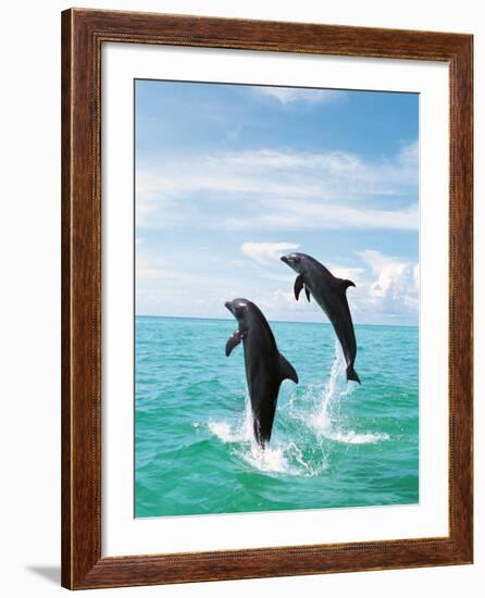 Bottlenose Dolphins Spinning in Water--Framed Photographic Print