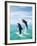 Bottlenose Dolphins Spinning in Water-null-Framed Photographic Print