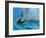 Bottlenose Dolphins, Three Close-Up of Heads Underwater-Augusto Leandro Stanzani-Framed Photographic Print