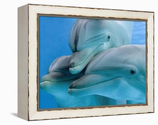 Bottlenose Dolphins, Three Close-Up of Heads Underwater-Augusto Leandro Stanzani-Framed Premier Image Canvas