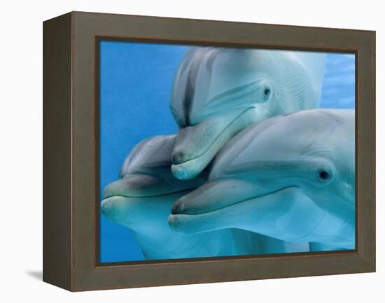 Bottlenose Dolphins, Three Close-Up of Heads Underwater-Augusto Leandro Stanzani-Framed Premier Image Canvas