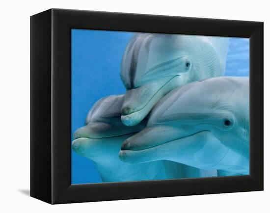 Bottlenose Dolphins, Three Close-Up of Heads Underwater-Augusto Leandro Stanzani-Framed Premier Image Canvas