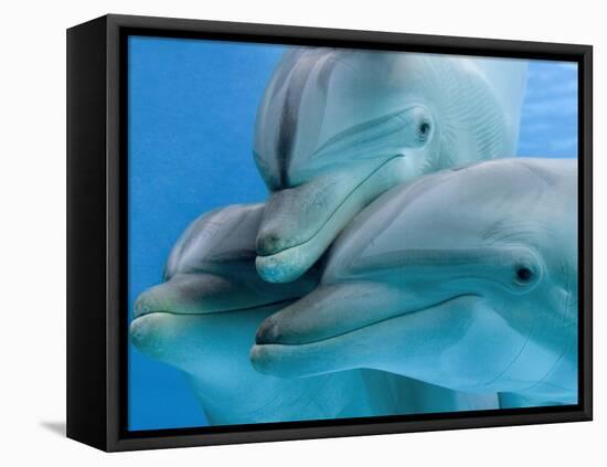 Bottlenose Dolphins, Three Close-Up of Heads Underwater-Augusto Leandro Stanzani-Framed Premier Image Canvas