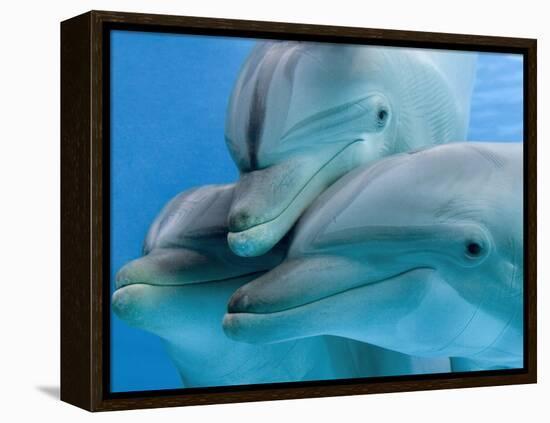 Bottlenose Dolphins, Three Close-Up of Heads Underwater-Augusto Leandro Stanzani-Framed Premier Image Canvas