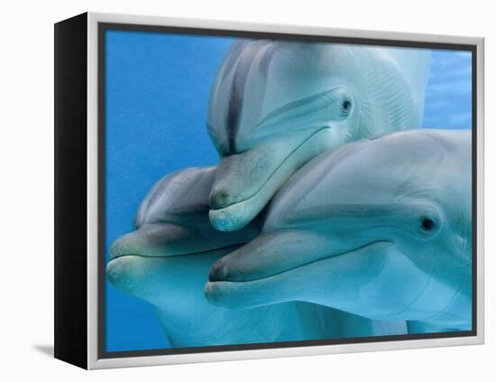 Bottlenose Dolphins, Three Close-Up of Heads Underwater-Augusto Leandro Stanzani-Framed Premier Image Canvas