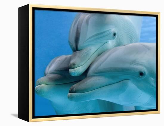 Bottlenose Dolphins, Three Close-Up of Heads Underwater-Augusto Leandro Stanzani-Framed Premier Image Canvas