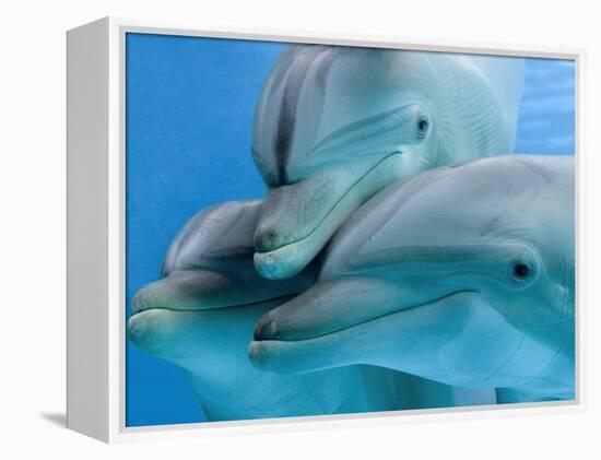 Bottlenose Dolphins, Three Close-Up of Heads Underwater-Augusto Leandro Stanzani-Framed Premier Image Canvas