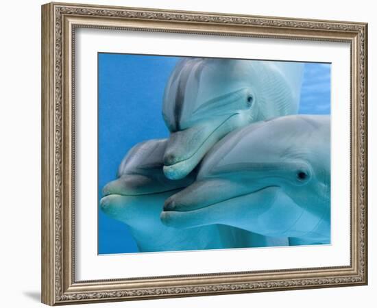 Bottlenose Dolphins, Three Close-Up of Heads Underwater-Augusto Leandro Stanzani-Framed Photographic Print