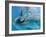 Bottlenose Dolphins, Three Close-Up of Heads Underwater-Augusto Leandro Stanzani-Framed Photographic Print