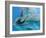 Bottlenose Dolphins, Three Close-Up of Heads Underwater-Augusto Leandro Stanzani-Framed Photographic Print