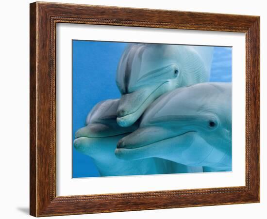 Bottlenose Dolphins, Three Close-Up of Heads Underwater-Augusto Leandro Stanzani-Framed Photographic Print